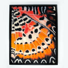  Leopard Lacewing Butterfly Needle Felted Wool Painting - Dani Ives Fiber Artist