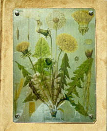  Dandelion Journal - Foxfold Press