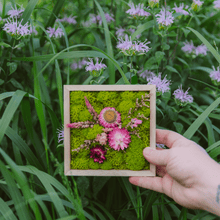  Mini Moss Garden (Square) - Reclaimed Gardens