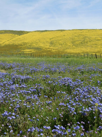 Superbloom Fanny Pack