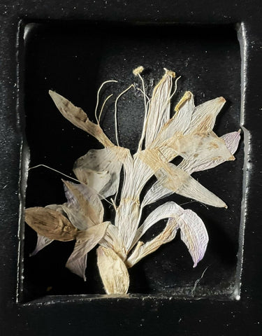 Garden Portrait / Hosta Blossom